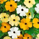 200 Seeds Vine Mix Rudbeckia Seeds For Garden Planting Fresh For Garden