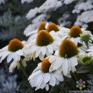200 Seeds White Swan Coneflower Rudbeckia Seeds For Garden Fresh For Garden