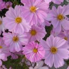 200 Seeds Apollo Lovesong Cosmos Seeds For Garden Planting Fresh For Garden