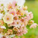 200 Seeds Apricot Lemonade Cosmos Seeds For Garden Planting Fresh For Garden
