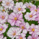 200 Seeds Cosimo Collarette Cosmos Seeds For Garden Planting Fresh For Garden
