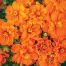 200 Seeds Cosmic Orange Cosmos Seeds For Garden Planting Fresh For Garden