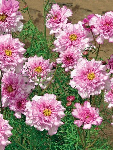 200 Seeds Double Click Bicolor Rose Cosmos Seeds For Garden Fresh For Garden
