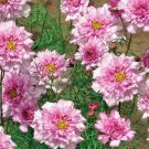 200 Seeds Double Click Bicolor Rose Cosmos Seeds For Garden Fresh For Garden