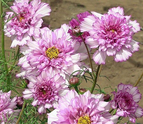 200 Seeds Double Click Rose Bon Bon Cosmos Seeds For Garden Fresh For Garden