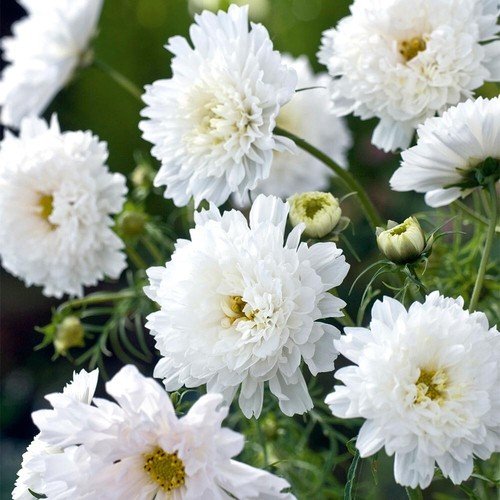 200 Seeds Double Click White Knight Cosmos Seeds For Garden Fresh For Garden