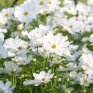 200 Seeds Purity Cosmos Seeds For Garden Planting Fresh For Garden