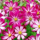200 Seeds Red Stripe Cosmos Seeds For Garden Planting Fresh For Garden