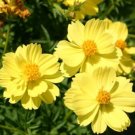 200 Seeds Sulphur Yellow Cosmos Seeds For Garden Planting Fresh For Garden