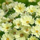 200 Seeds Xanthos Cosmos Seeds For Garden Planting Fresh For Garden