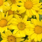 200 Seeds Bright Yellow Marguerite Daisy Seeds For Garden Fresh For Garden 200 Seeds Bright Yellow Marguerite Daisy Seeds For Garden Fresh For Garden