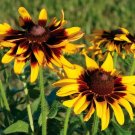 200 Seeds Cherry Yellow Gloriosa Blackeyed San Daisy Seeds Fresh For Garden 200 Seeds Cherry Yellow Gloriosa Blackeyed San Daisy Seeds Fresh For Garden