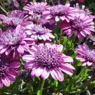 50 Seeds Double Purple 3D Cape Daisy Seeds For Garden Planting Fresh For Garden