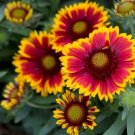 200 Seeds Gaillardia Daisy Seeds For Garden Planting Fresh For Garden