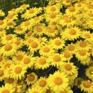 200 Seeds Golden Margerite Anthemis Tinctoria Daisy Seeds Fresh For Garden