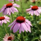200 Seeds Light Purple Coneflower Daisy Seeds For Garden Fresh For Garden