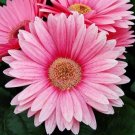 200 Seeds Pink Gerbera Daisy Seeds For Garden Planting Fresh For Garden
