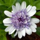 50 Seeds Purple & White 3D Cape Daisy Seeds For Garden Fresh For Garden