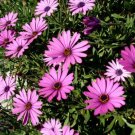200 Seeds Purple Cape Daisy Seeds For Garden Planting Fresh For Garden