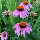 200 Seeds Purple Coneflower Daisy Seeds For Garden Planting Fresh For Garden