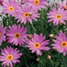 200 Seeds Purple Marguerite Daisy Seeds For Garden Planting Fresh For Garden