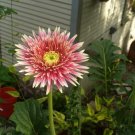 200 Seeds Red & White Spiked Gerbera Daisy Seeds For Garden Fresh For Garden 200 Seeds Red & White Spiked Gerbera Daisy Seeds For Garden Fresh For Garden