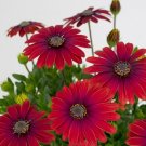 200 Seeds Red Cape Daisy Seeds For Garden Planting Fresh For Garden
