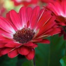 200 Seeds White & Red Gerbera Daisy Seeds For Garden Planting Fresh For Garden