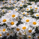 200 Seeds White Painted Daisy Seeds For Garden Planting Fresh For Garden