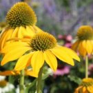 200 Seeds Yellow Coneflower Daisy Seeds For Garden Planting Fresh For Garden