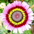 200 Seeds Yellow Red Pink Painted Daisy Seeds For Garden Fresh For Garden
