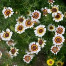 200 Seeds Yellow Red White Painted Daisy Seeds For Garden Fresh For Garden