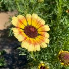 200 Seeds Yellow Red Yellow Painted Daisy Seeds For Garden Fresh For Garden