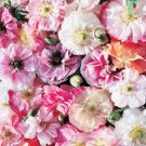 200 Seeds Angels Choir Mix Poppy Seeds For Garden Planting Fresh For Garden