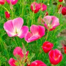 200 Seeds California Carmine King Poppy Seeds For Garden Fresh For Garden