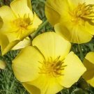 200 Seeds California Chrome Queen Poppy Seeds For Garden Fresh For Garden