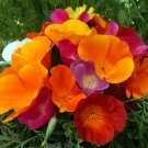 200 Seeds California Dreaming Mix Poppy Seeds For Garden Fresh For Garden