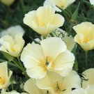200 Seeds California Ivory Castle Poppy Seeds For Garden Fresh For Garden