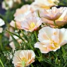 200 Seeds California Thasilk Pink Champagne Poppy Seeds For Garden Fresh For Garden