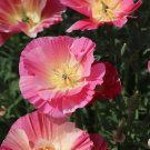 200 Seeds California Thasilk Rose Poppy Seeds For Garden Fresh For Garden