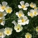 200 Seeds California White Linen Poppy Seeds For Garden Fresh For Garden 200 Seeds California White Linen Poppy Seeds For Garden Fresh For Garden