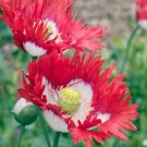 200 Seeds Danish Flag Poppy Seeds For Garden Planting Fresh For Garden