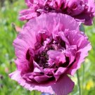 200 Seeds Double Purple Poppy Seeds For Garden Planting Fresh For Garden