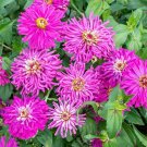 100 Seeds Super Cact Lilac Emperor Zinnia Seeds For Garden Fresh For Garden