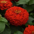 100 Seeds Lilliput Redman Zinnia Seeds For Garden Planting Fresh For Garden