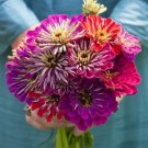 100 Seeds Meteor Shower Mix Zinnia Seeds For Garden Planting Fresh For Garden
