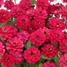 100 Seeds Profion Double Hot Cherry Zinnia Seeds For Garden Fresh For Garden