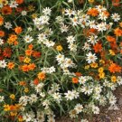 100 Seeds Linearis Mix Zinnia Seeds For Garden Planting Fresh For Garden