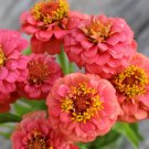 100 Seeds Lilliput Salmon Zinnia Seeds For Garden Planting Fresh For Garden