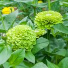 100 Seeds Benary Giant Lime Zinnia Seeds For Garden Planting Fresh For Garden 100 Seeds Benary Giant Lime Zinnia Seeds For Garden Planting Fresh For Garden